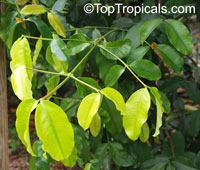 Rheedia brasiliensis, Rheedia laterifolia, Garcinia laterifolia, Bakupari, Camboriu

Click to see full-size image