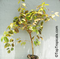 Cinnamomum zeylanicum, Cinnamomum verum, Cinnamon

Click to see full-size image