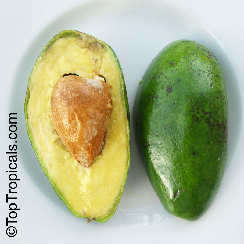 Guacamole Avocado Florida type 