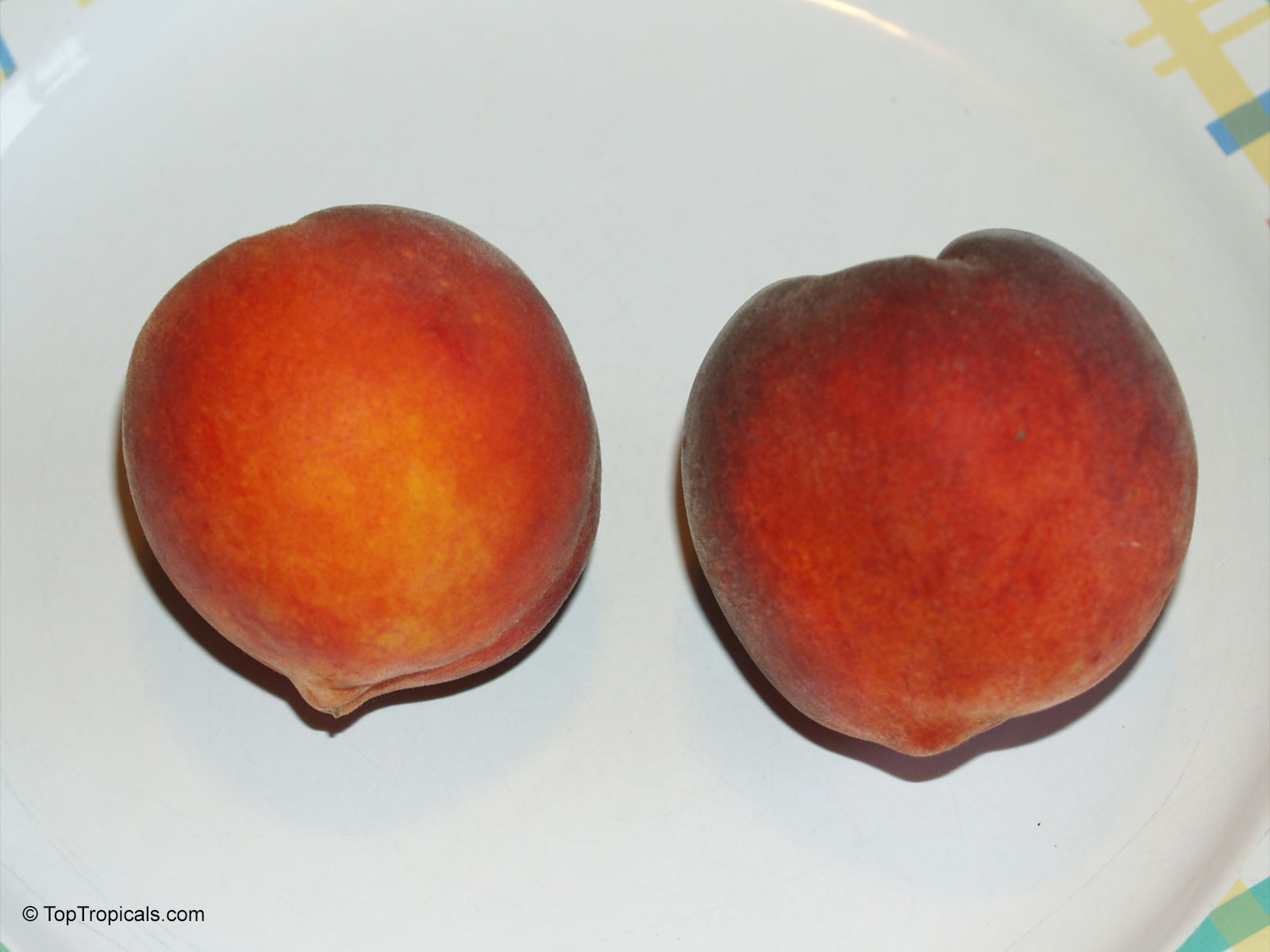 Prunus persica, Amygdalus persica, Peach Prunus persica, Amygdalus persica, Peach