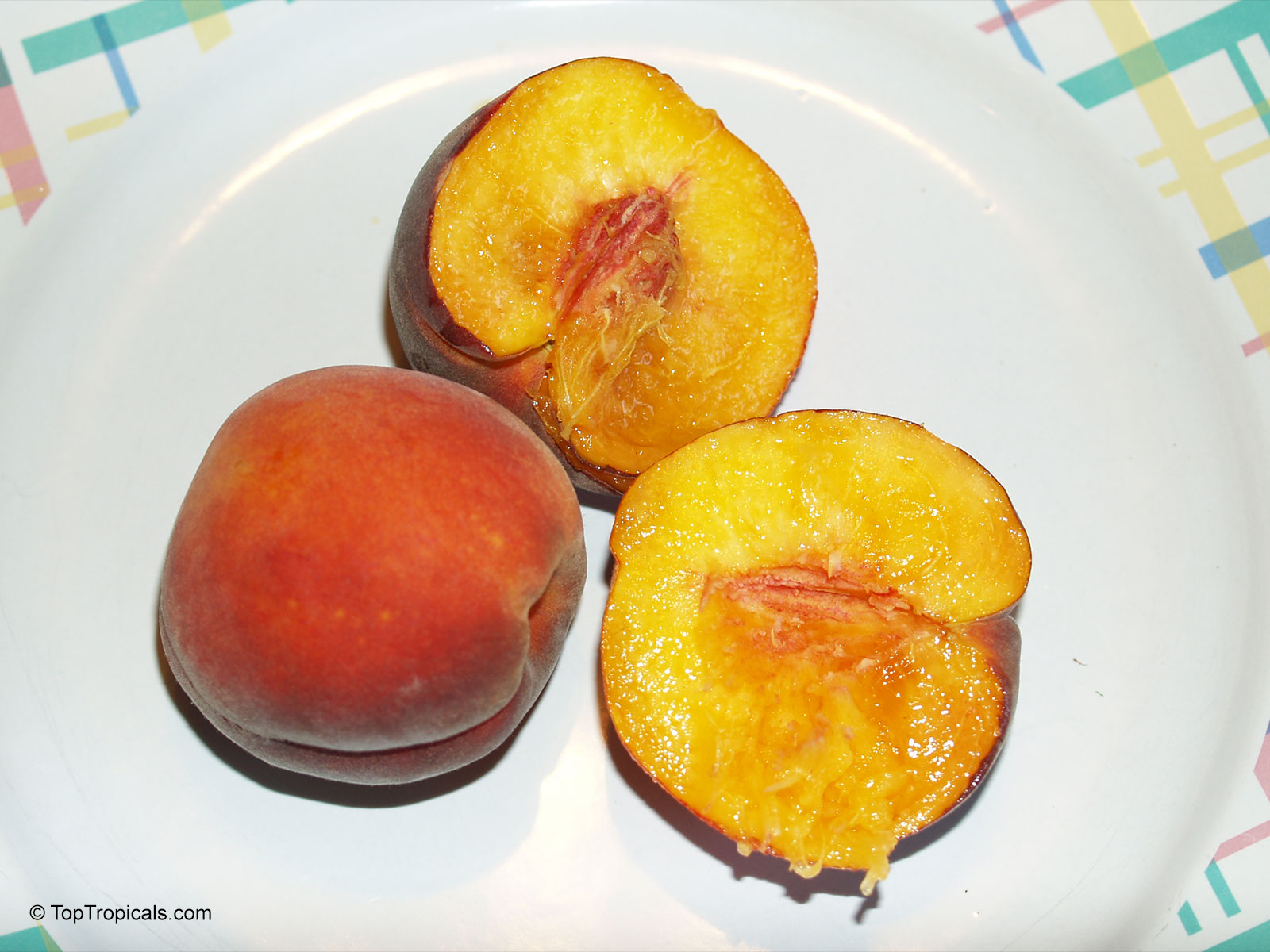 Prunus persica, Amygdalus persica, Peach Prunus persica, Amygdalus persica, Peach