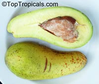 Avocado tree Tonnage, Grafted (Persea americana)

Click to see full-size image
