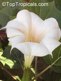 Datura sp., Thorn Apple, Angel's Trumpet

Click to see full-size image