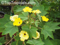 Uncarina grandidieri, Harpagophytum grandidieri, Mouse trap tree, Succulent Sesame