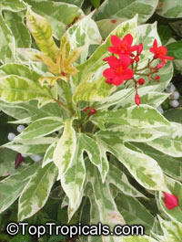 Jatropha integerrima, Jatropha pandurata, Spicy Jatropha, Coral Plant, Peregrina, Physic Nut

Click to see full-size image