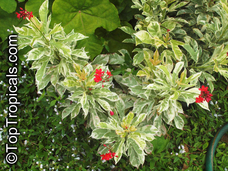 Jatropha integerrima, Jatropha pandurata, Spicy Jatropha, Coral Plant, Peregrina, Physic Nut