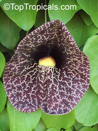 Aristolochia gigantea, Calico Flower, Giant Pelican Flower
