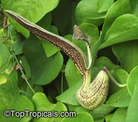 Aristolochia ringens - seeds

Click to see full-size image