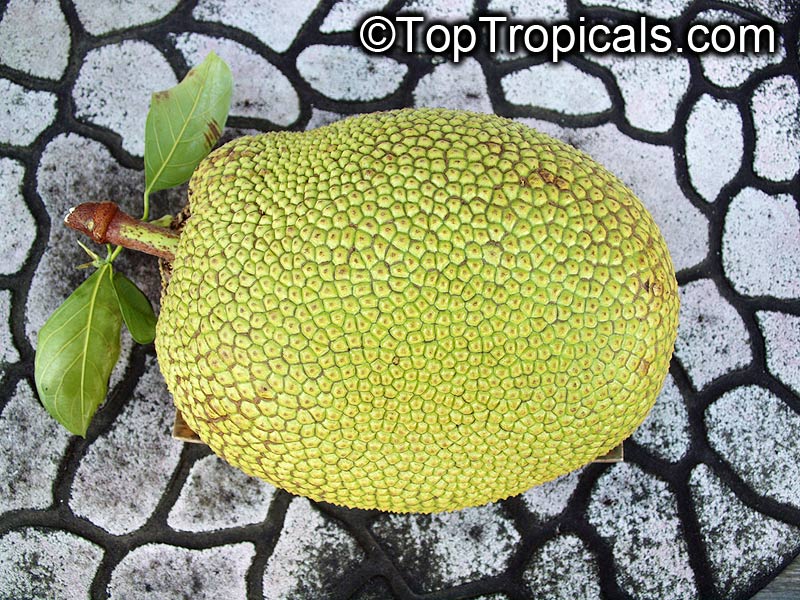 Artocarpus heterophyllus, Artocarpus integrifolius, Jackfruit, Jakfruit, Langka, Nangka, Jaca