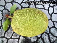 Artocarpus heterophyllus - Jackfruit Golden Pillow

Click to see full-size image