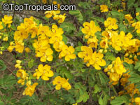 Senna bicapsularis, Cassia bicapsularis, Cassia sennoides, Butterfly Cassia, Butterfly Bush, Winter Cassia