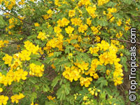 Senna bicapsularis, Cassia bicapsularis, Cassia sennoides, Butterfly Cassia, Butterfly Bush, Winter Cassia