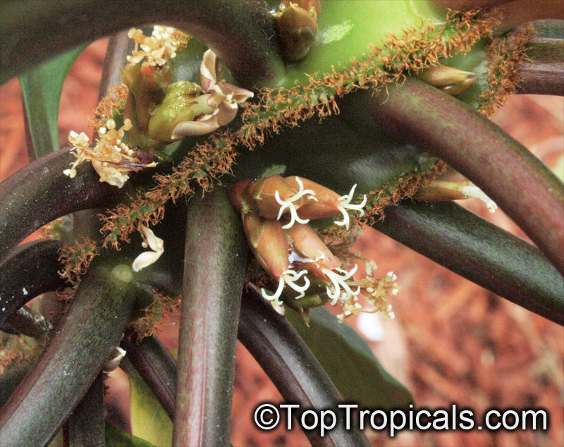 Euphorbia leuconeura, Madagascar Jewel
