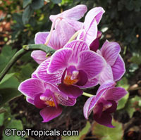 Phalaenopsis sp., Phalaenopsis Orchid, Moth Orchid

Click to see full-size image
