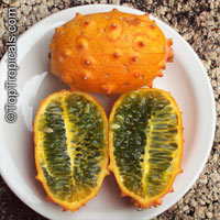 Cucumis metuliferus , African Horned Cucumber, Kiwano