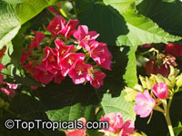 Dombeya x seminole, Tropical Rose Hydrangea