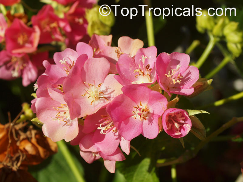 Dombeya x seminole, Tropical Rose Hydrangea