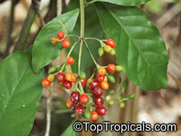 Psychotria sp., Psychotria

Click to see full-size image