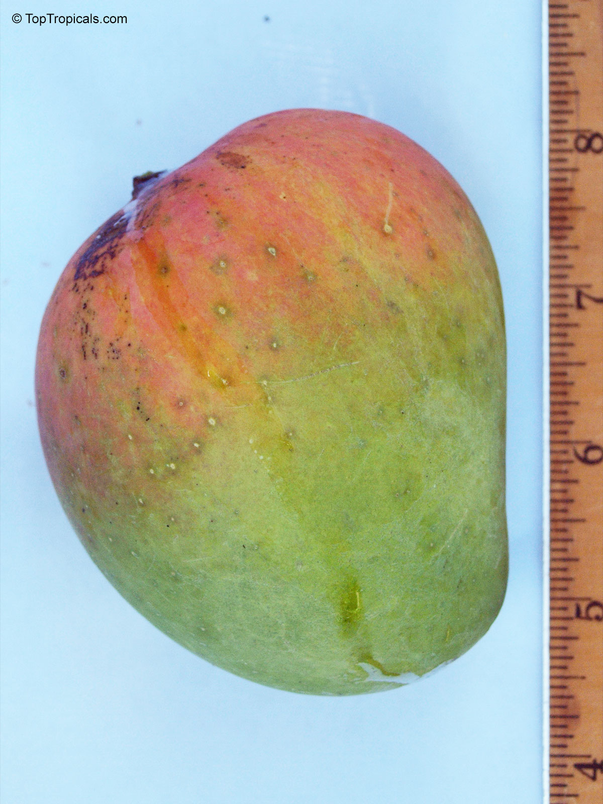 Mangifera indica, Alphonso Mango Mangifera indica, Alphonso Mango