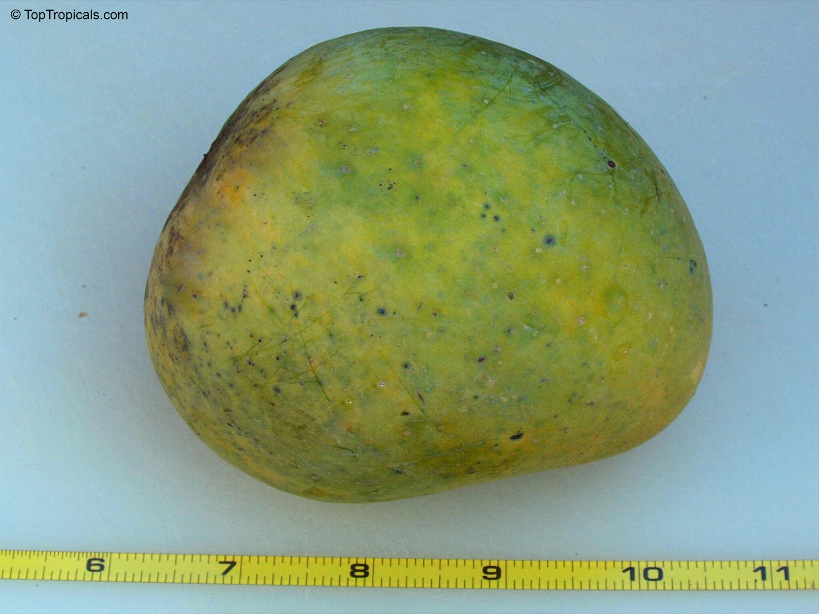 Mangifera indica, Alphonso Mango Mangifera indica, Alphonso Mango