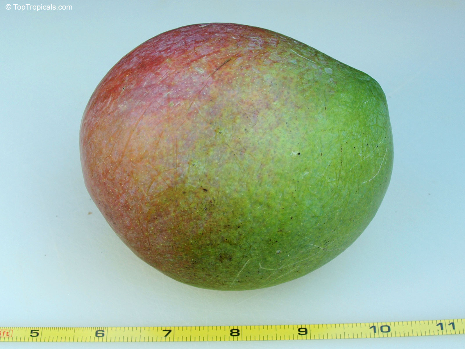 Mangifera indica, Baileys Marvel Mango Mangifera indica, Baileys Marvel Mango