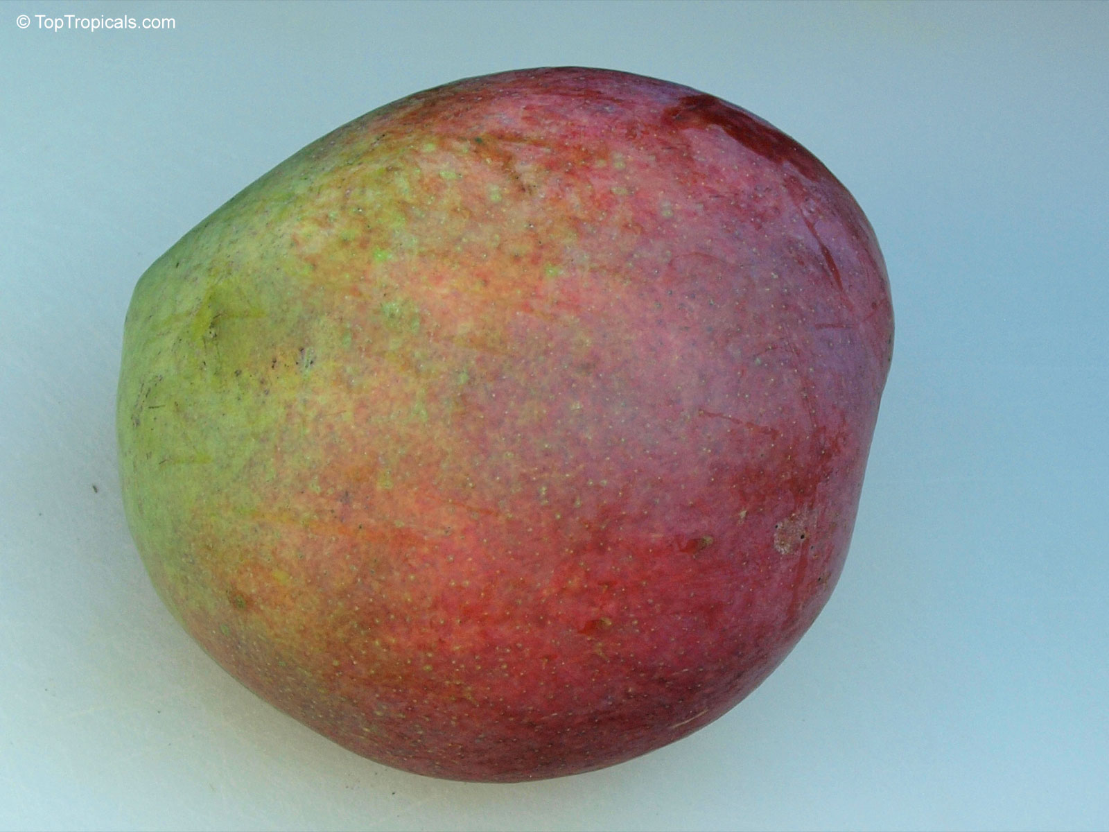 Mangifera indica, Baileys Marvel Mango Mangifera indica, Baileys Marvel Mango