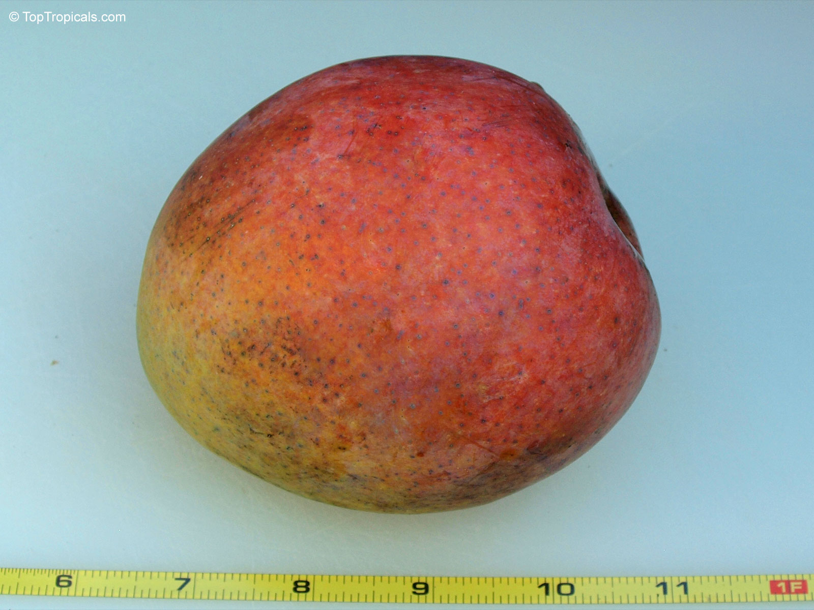 Mangifera indica, Baileys Marvel Mango Mangifera indica, Baileys Marvel Mango