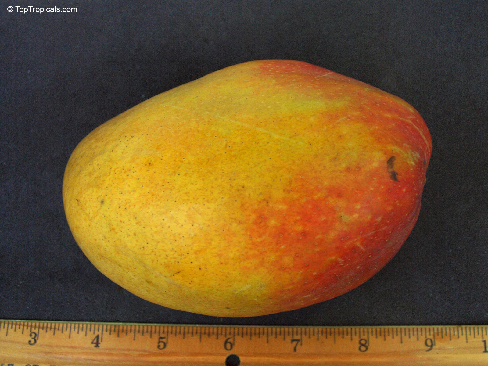 Mangifera indica, Cogshall Mango Mangifera indica, Cogshall Mango