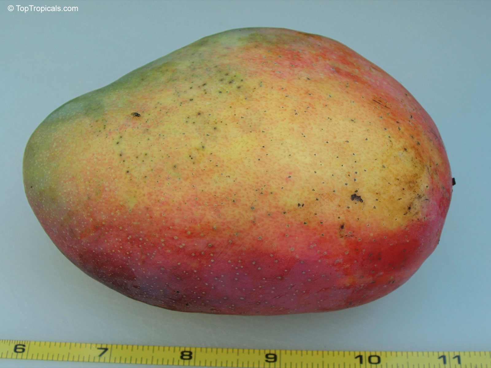 Mangifera indica, Cogshall Mango Mangifera indica, Cogshall Mango