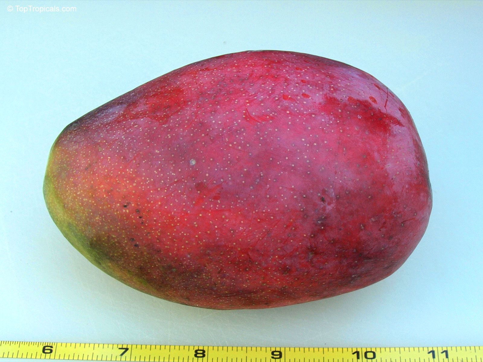 Mangifera indica, Cogshall Mango Mangifera indica, Cogshall Mango