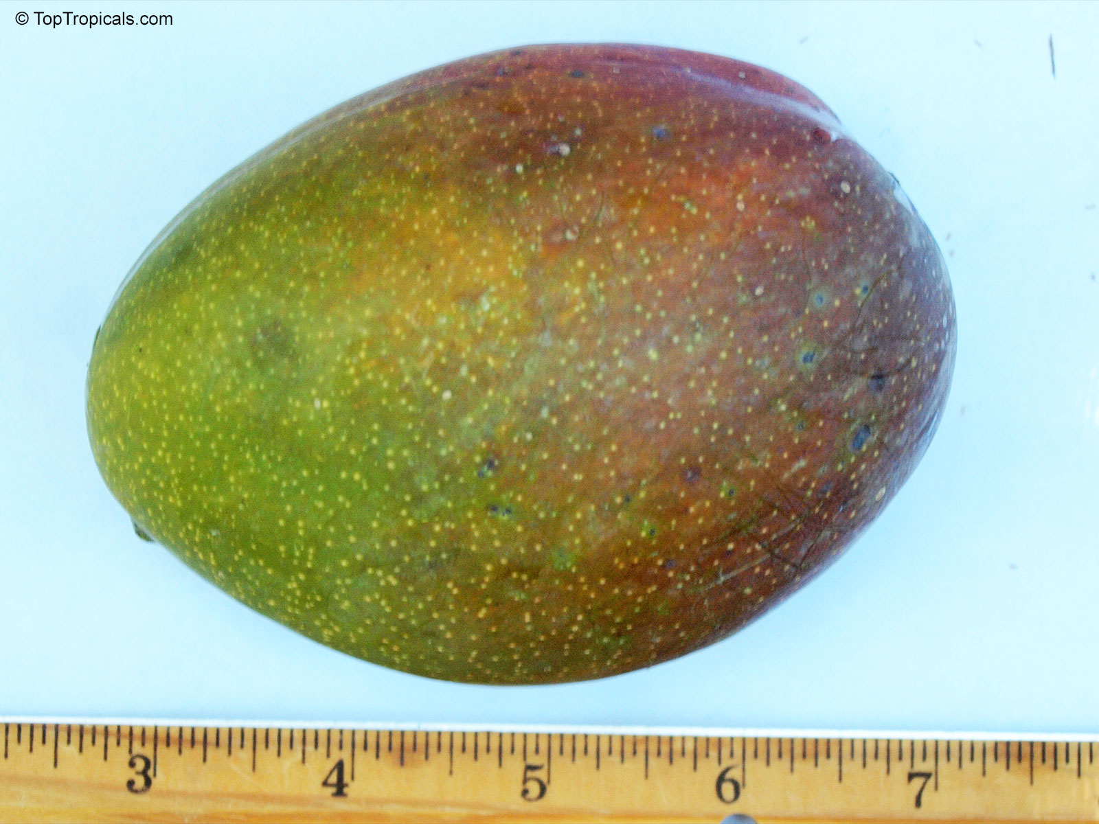 Mangifera indica, Excellent Mango Mangifera indica, Excellent Mango