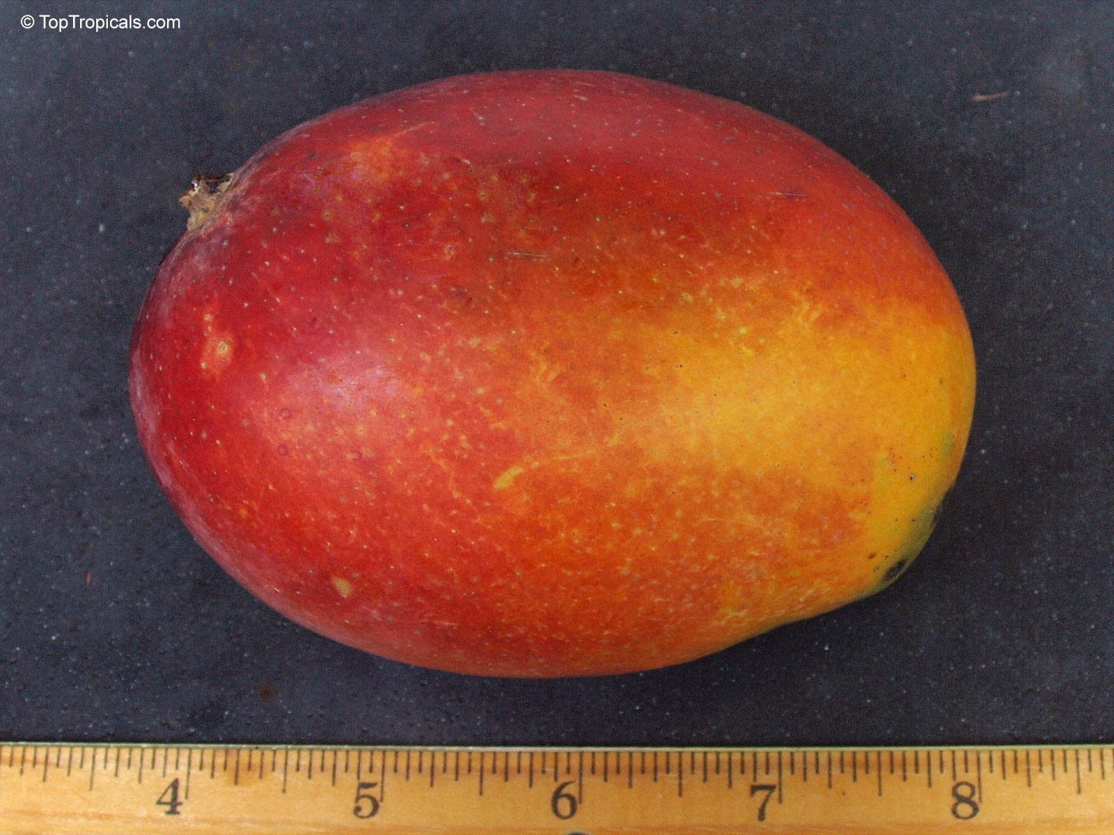 Mangifera indica, Irwin Mango Mangifera indica, Irwin Mango
