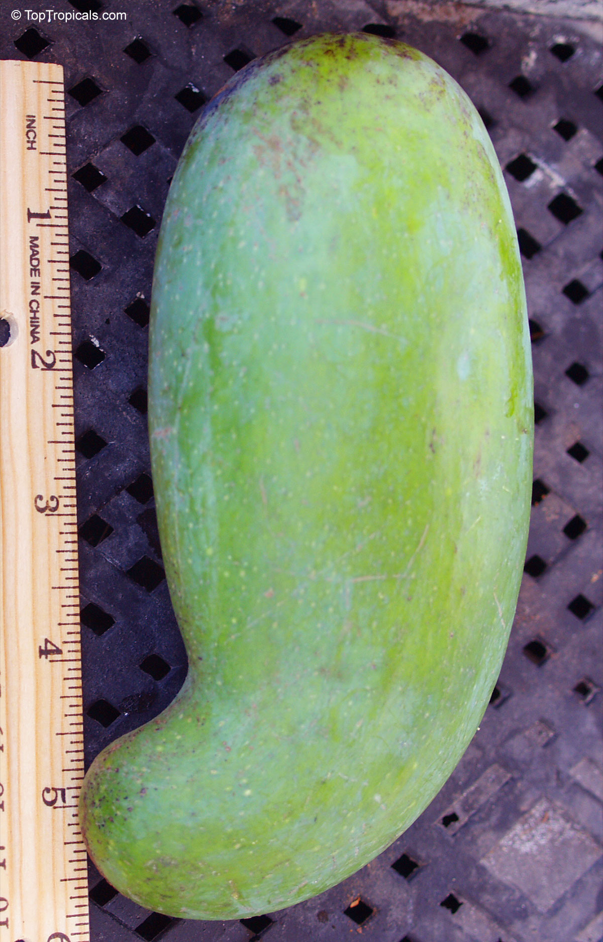 Mangifera indica, Mun Kun Si Mango Mangifera indica, Mun Kun Si Mango