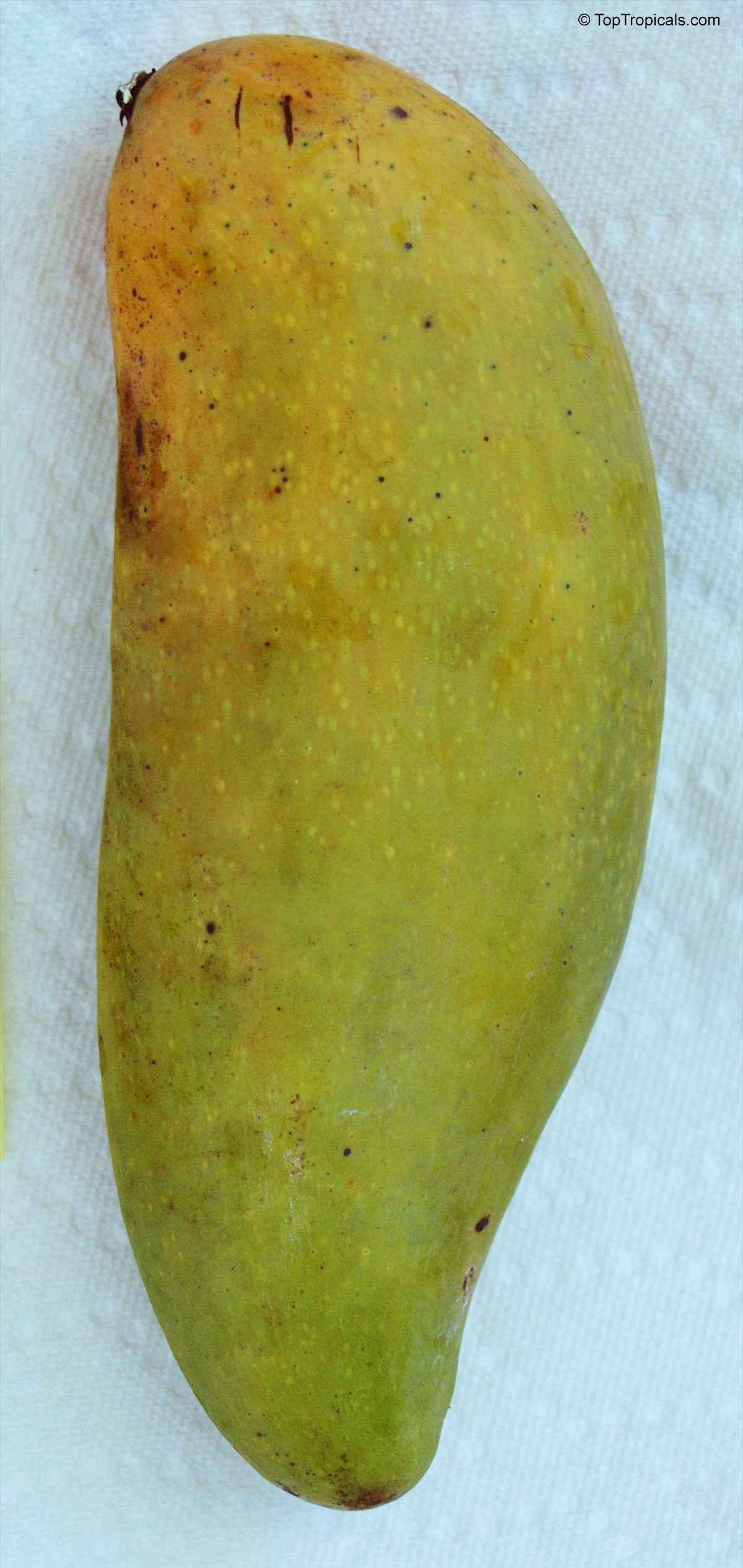 Mangifera indica, Mun Kun Si Mango Mangifera indica, Mun Kun Si Mango