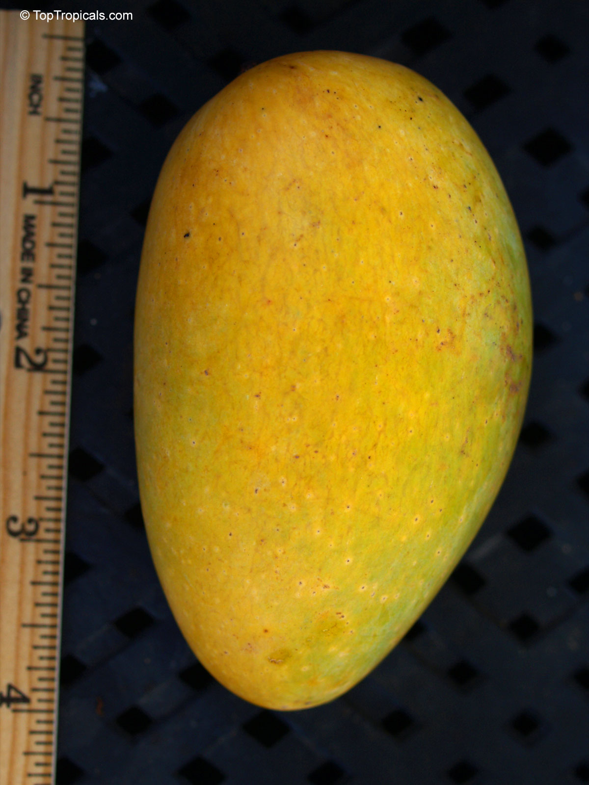 Mangifera indica, Philippine Mango Mangifera indica, Philippine Mango