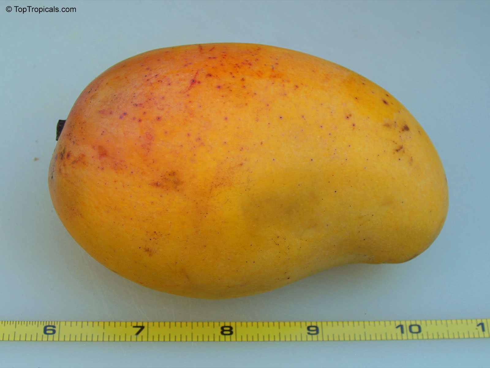 Mangifera indica, Mango Mangifera indica, Mango