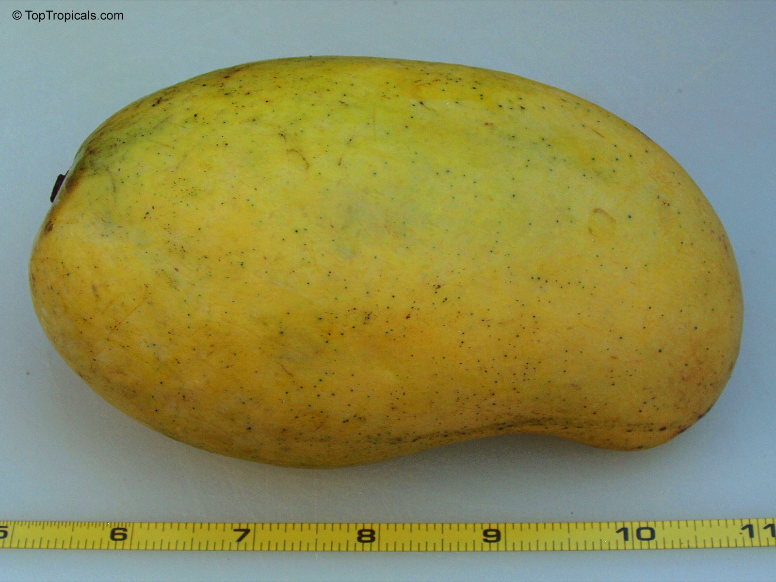 Mangifera indica, Mango Mangifera indica, Mango