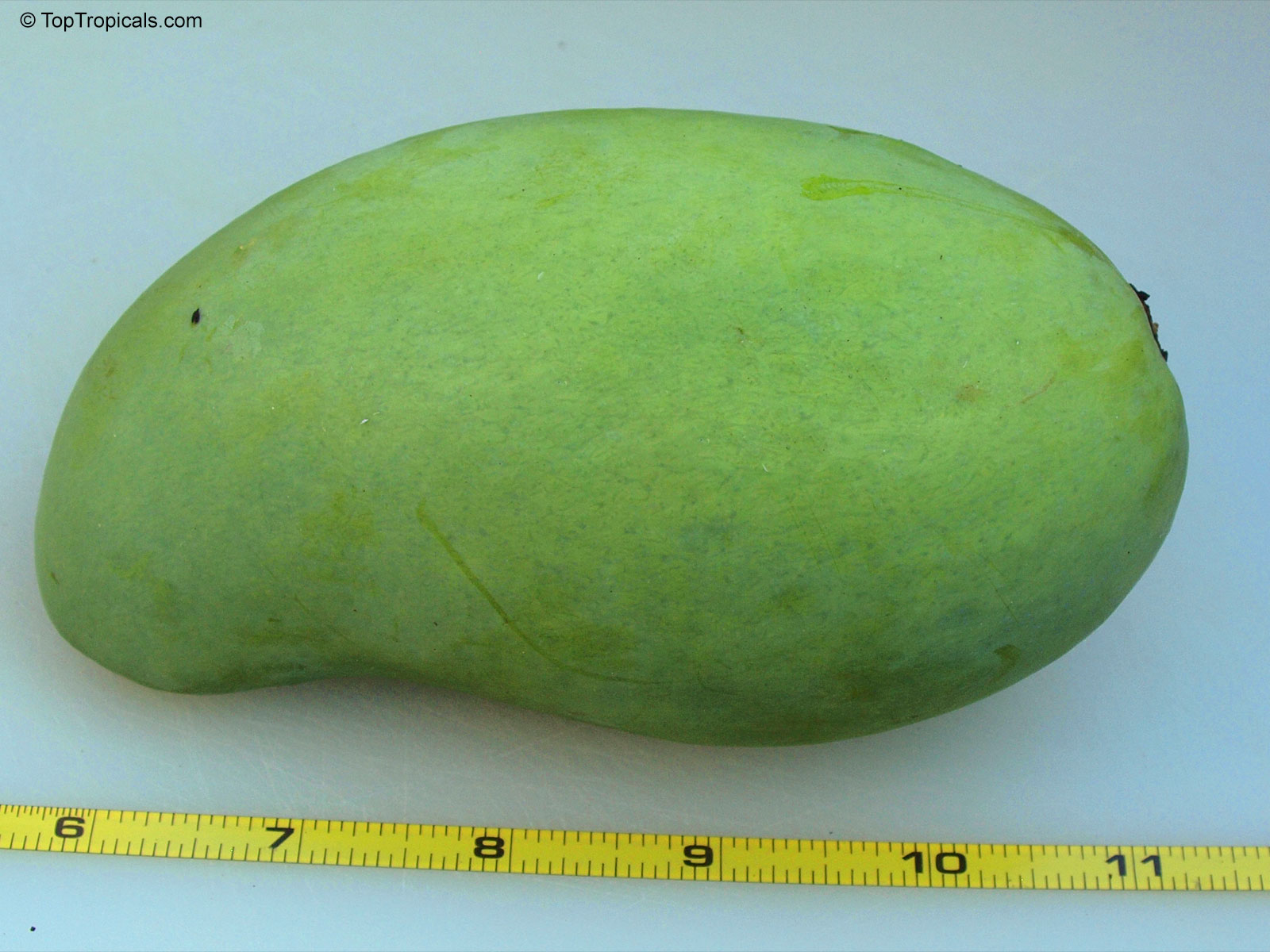Mangifera indica, Mango. Mangifera indica Pim Seng Mun. An unripe Pim Seng Mun Mango fruit, but already tasty and ready to eat. Mangifera indica, Mango. Mangifera indica Pim Seng Mun. An unripe Pim Seng Mun Mango fruit, but already tasty and ready to eat.