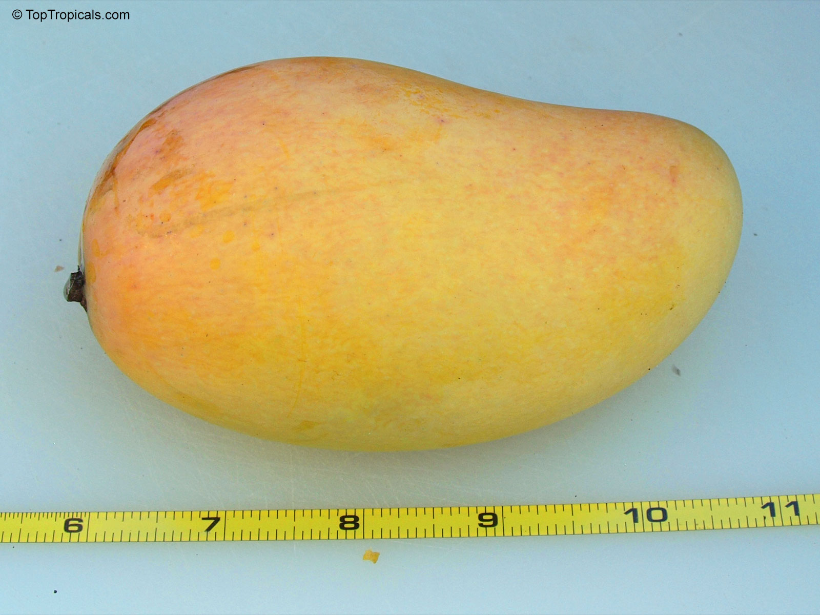 Mangifera indica, Mango Mangifera indica, Mango