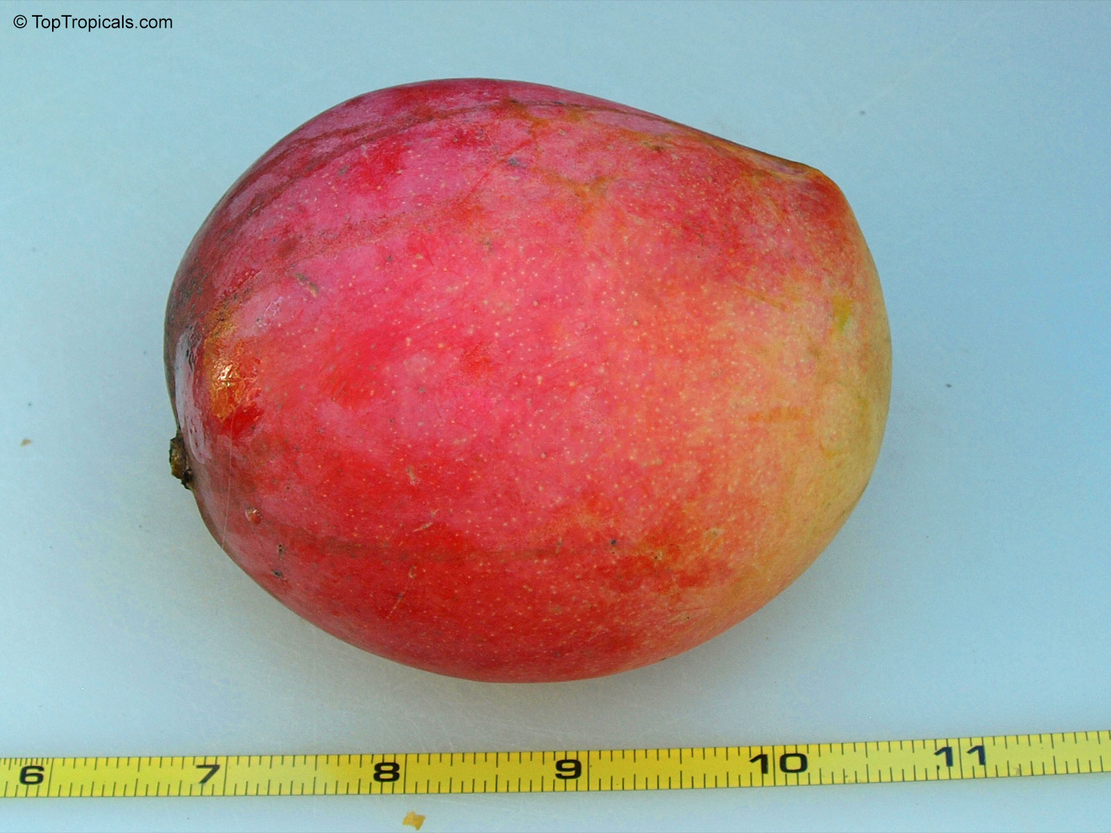 Mangifera indica, Springfels Mango Mangifera indica, Springfels Mango