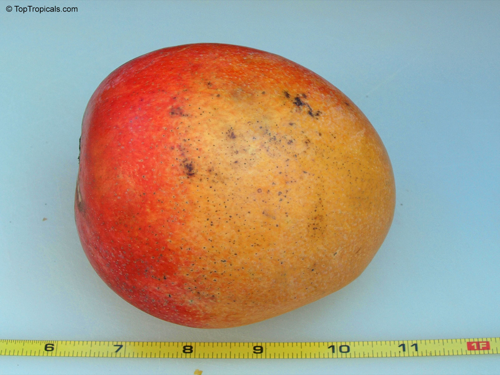 Mangifera indica, Springfels Mango Mangifera indica, Springfels Mango