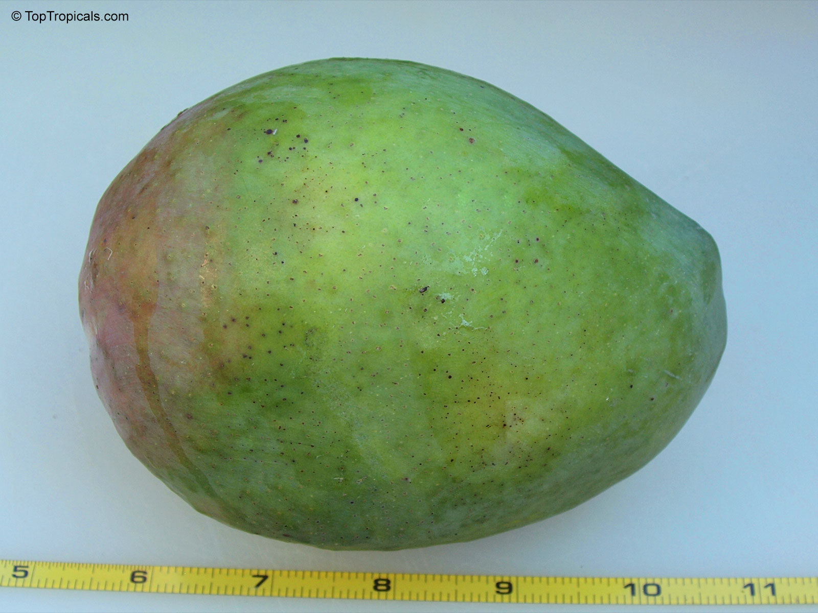 Mangifera indica, Kent Mango Mangifera indica, Kent Mango
