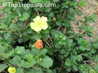 Pavonia praemorsa, Yellow Mallow

Click to see full-size image