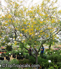 Caesalpinia mexicana, Mexican Bird of Paradise, Dwarf Poinciana

Click to see full-size image