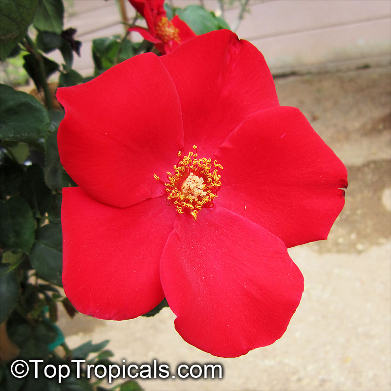 Rosa sp. (single flower), Wild Rose