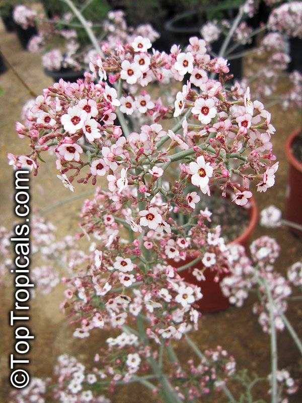 Euphorbia xanti, Baja Spurge, Cherry Blossom Euphorbia