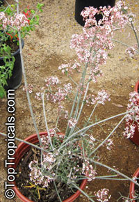 Euphorbia xanti, Baja Spurge, Cherry Blossom Euphorbia

Click to see full-size image