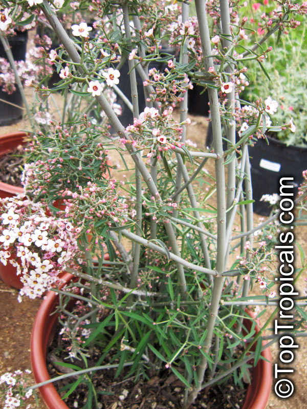 Euphorbia xanti, Baja Spurge, Cherry Blossom Euphorbia