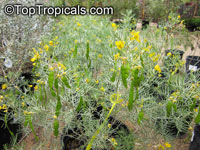 Senna artemisioides subsp. artemisioides, Dense senna, Grey Desert Senna

Click to see full-size image