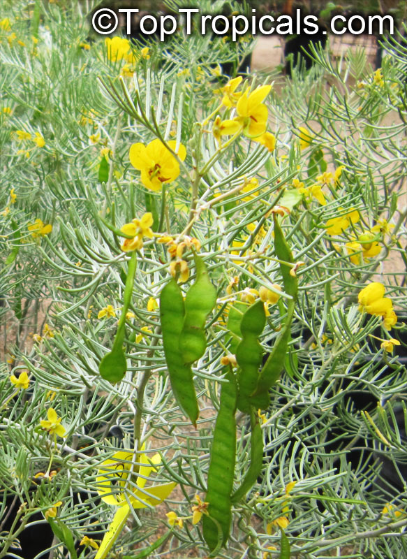 Senna artemisioides subsp. artemisioides, Dense senna, Grey Desert Senna
